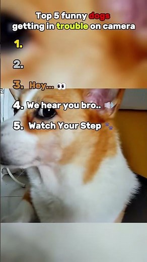 Top 5 FUNNIEST Dogs Getting in Trouble on Camera 😂🐶