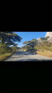 For the love of umbrella trees. | Honde Valley Zimbabwe