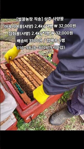 [똑손산지직송]상주 사양꿀 아카시아,잡화꿀 고르세요
