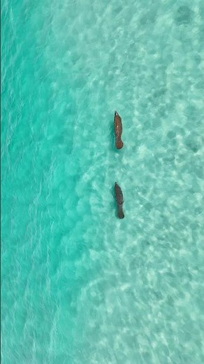 Pair of Manatees in the surf headed back south from #seaside #manatees #seacow