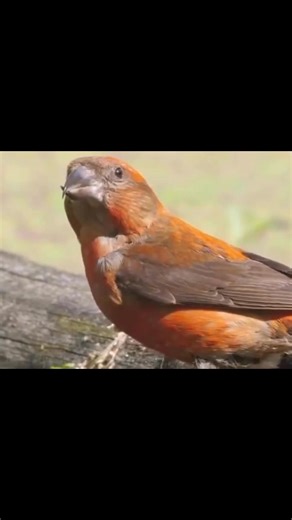 114K views · 2.7K reactions | Maravilha 朗 da natureza   #redcrossbill  #gardenbirds #birdwatching_wildlife #naturel #birds | Fauna Europeia e Americana | Facebook