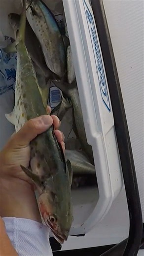 CHECK OUT the Teeth on This Spanish Mackerel. 😳🎣 #trolling