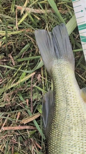 やったー#バス釣り#ブレディ#霞水系