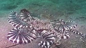 31K views · 761 reactions | Watch the mating struggle of the mimic octopus. Mimic octopus are known for impersonating other creatures. | Scuba Diving Universe | Facebook