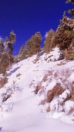 Inze Mam (@inze.mam)’s videos with original sound - 👑 𝗦𝗔𝗙𝗜 🇦🇫 𝕂𝕀ℕ𝔾 👑