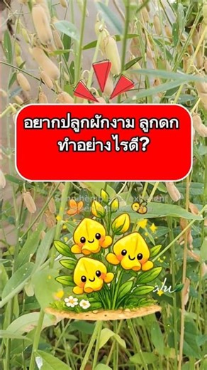 ปอเทือง: ดอกไม้ที่ทำให้ดินกลับมาหายใจได้อีกครั้ง..ฯลฯ #ปอเทือง #ปุ๋ยพืชสด #สวนสายฝน🌱