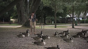 Ever wondered why you can't sneak up on a sleeping goose? Jennifer Gardy explains. More on sleep Thursday on The Nature of Things or online: http://www.cbc.ca/natureofthings/episodes/while-your-were-sleeping cc: Kids' CBC | CBC Docs