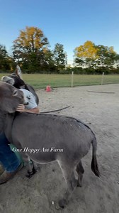 655K views · 33K reactions | Life with donkeys is the best. I say it every day. #reels #fblifestyle #onehappyassfarm #farmlife #donkey | One Happy Ass Farm | Facebook