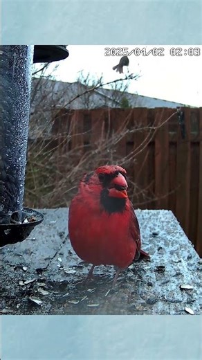 A Cardinal Chirping In The Rain - #shorts