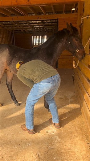1K views · 15 reactions | Rocky is really coming along during his weanling training. Will have an official listing for him soon. For those looking for one of our home bred proven 3 geneation 1-d program prospects. This one is going to fit that bill. Both mentally and physically I would rate him a 9 out of ten at this stage. | Lee Davis Performance Horses | Facebook