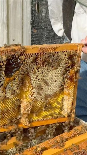 Crowded Beehives Means It’s Time To Split! 🐝