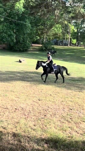 CANTER in the FIELDD!! -a #fypシ #horse #equestrianjourney