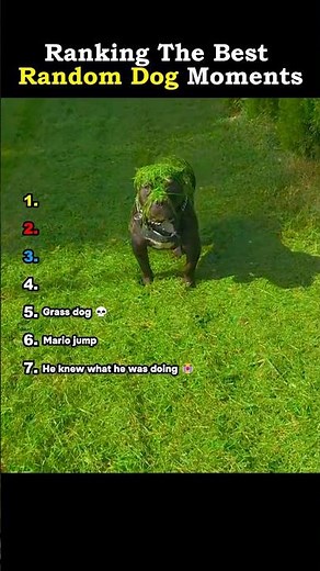 Ranking The Best Random Dog Moments