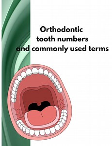 Orthodontic Teeth Number and Chart & Flashcards/dental Study Guide Printable/ Tooth Numbering Worksheet/digital Download - Etsy Canada