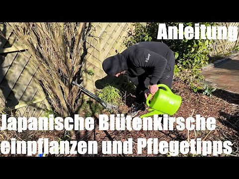 Japanische Blütenkirsche (Prunus accolade) einpflanzen und Pflegetipps Anleitung