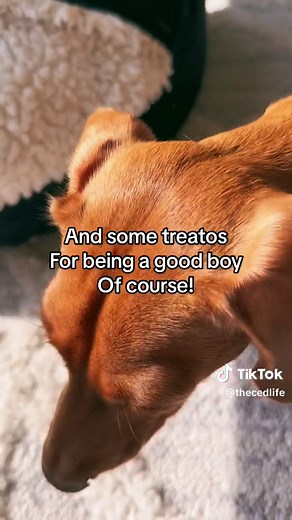 Best Food for Dachshunds: What to Feed Your Miniature Dachshund