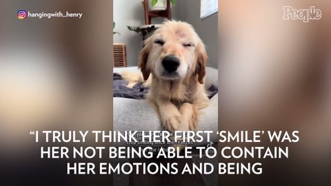 Rescue Senior Golden Retriever Saved from Neglect Can't Stop Smiling in Her New Home – Watch!