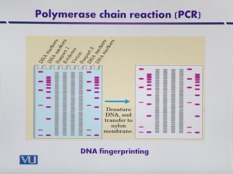 RFLP | Introduction to Biotechnology | BIO5101_Topic094