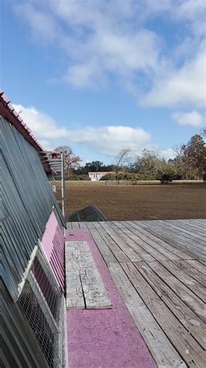 Flamingo International Challenge One Loft Race on Reels