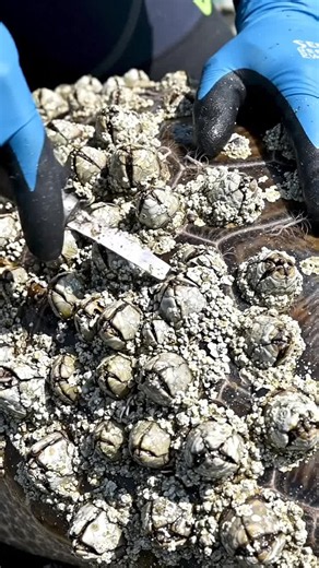 Good As New 🐢💙 #SeaTurtle #BarnacleRemoval #Satisfying #TurtleRescue #BackToTheOcean