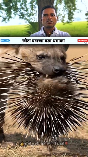 छोटा पाठखा बड़ा धमाका #reactionreels #vickyguidevlogs #reelsi̇nstagram #reelsi̇nstagram | Vicky Guide vlogs