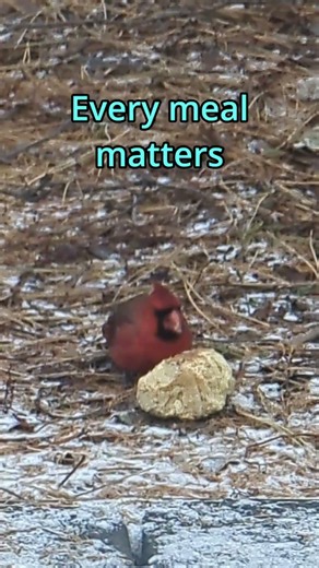 Northern Cardinal Surviving Harsh Winter Days #wildlife #bird #wintersurvival