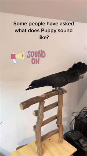 Discover the Unique Sounds of Black Cockatoos