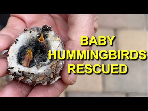 Hummingbird Babies Rescued by Rehabber