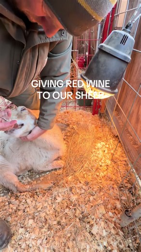 Maybe ketosis? So we gave her some red wine for starters #windingcreekfarms #sheep #farm