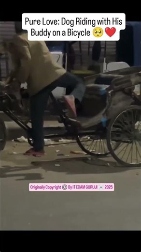 Dog: The Rikshaw Co-Pilot 😂😂