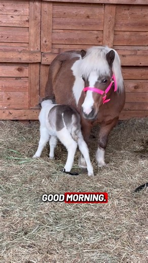 Adorable Baby Horses: Cute Moments Captured