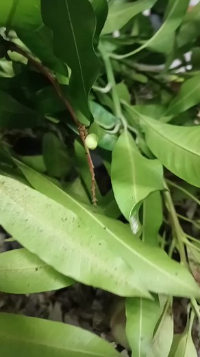 Benefits of mango leaf | Herbal Medication Trinidad