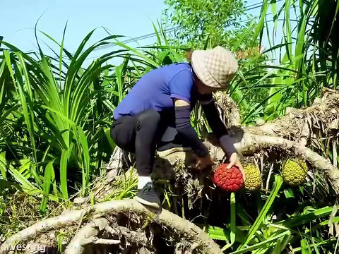 34K views · 1.2K reactions | Harvesting Forest Pineapple colorful, Make Delicious Forest Pineapple Tea Goes to the market sell | Phuong - Harvesting | Facebook