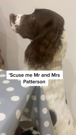 Could I have jam samwich please 😋🥪🐶🥰#kevinandperry #dog#springerspaniel #foryou #fyp