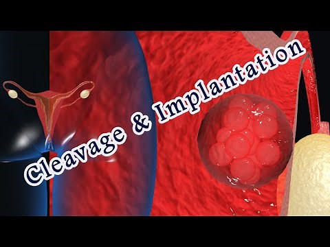 cleavage and implantation