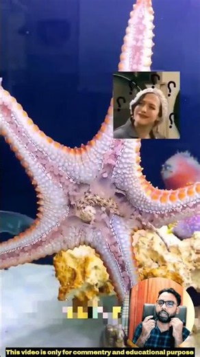 You Will Be Amazed by How a Starfish Eats! ⭐🐚 | Amazing Starfish Eating Process