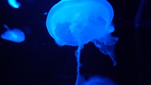 From inspiring young minds with hands-on exhibits to advancing science education and conservation efforts, Frost Science is more than a museum—it’s a hub for discovery, innovation, and lifelong learning. 🧪🔭💡 Museums like Frost Science rely on support from advocates like you to continue making a difference. Show your support by visiting, donating, becoming a member, or reaching out to policymakers to champion funding for museums. 🔗 Take action today: https://www.aam-us.org/programs/advocacy/a