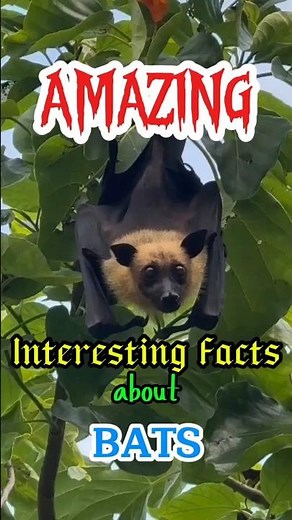 AMAZING ‼️‼️ Interesting Facts about BATS 🦇🦇