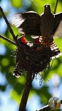 Cuckoo: A Liar… or Nature’s Genius?