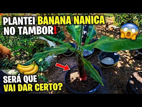 PLANTEI BANANA NANICA NO TAMBOR 😱🍌 SERÁ QUE VAI DAR FRUTO MESMO?