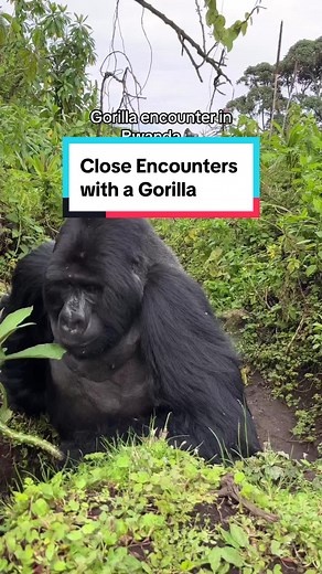 Up-Close Encounter with Rwanda's Silverback Gorilla