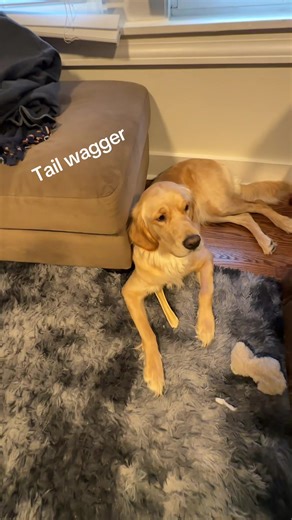 Tail wagger