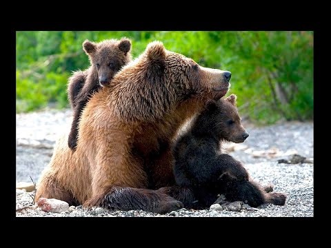 The Legend Of The Sleeping Bear: A Chippewa Legend - Sleeping Bear Dunes