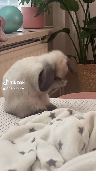 Cute Mini Lop Bunnies on TikTok