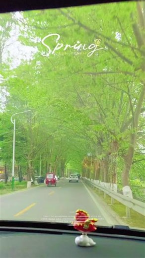 路过一片梧桐林，有温江的朋友知道是哪里吗，秋天应该氛围感拉满吧#梧桐林 #春暖花开奔你而来