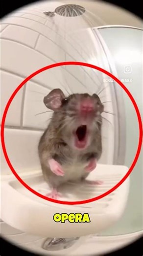 Mouse Singing Opera in the Shower 😂🐭