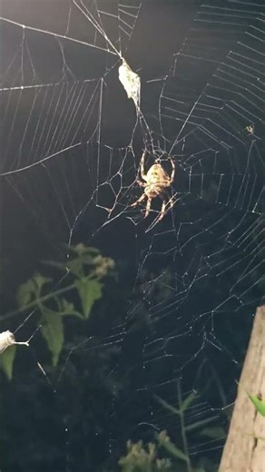 Caught in a spider's trap and this bee