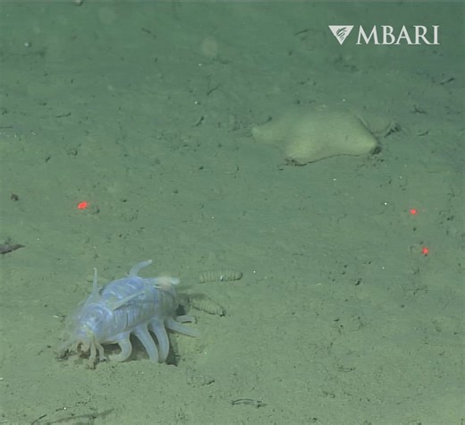 This little piggy went to the deep sea 🐽😍 Sea pigs (Scotoplanes sp.) are one of the most commonly sighted animals on the deep seafloor off Monterey Bay—but plentiful hardly means boring. Unlike most sea cucumbers, which have stumpy tube feet tucked beneath their bodies, sea pigs use their long, stilt-like tube feet to suspend their bodies above the soft mud. Huge groups have been spotted feasting near sunken whale carcasses. MBARI researchers have observed deep-sea animals, including sea pigs,