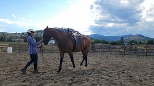 First Steps to Starting Your Horse