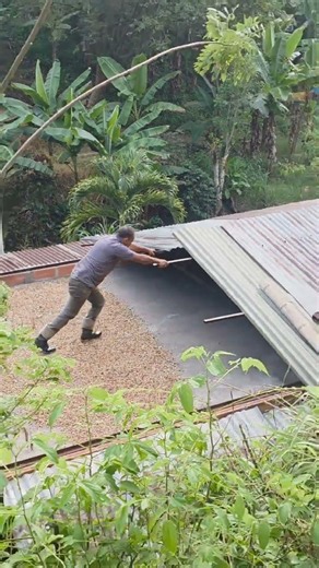 This is how we wake up early to open the coffee drying racks #farmlife #farmers #coffee